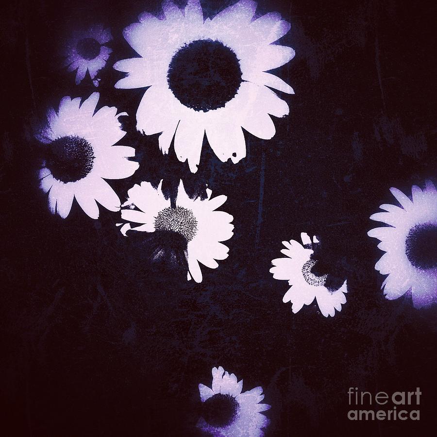 moonlight daisies by Jacqueline McReynolds moonlight daisies by Jacqueline McReynolds