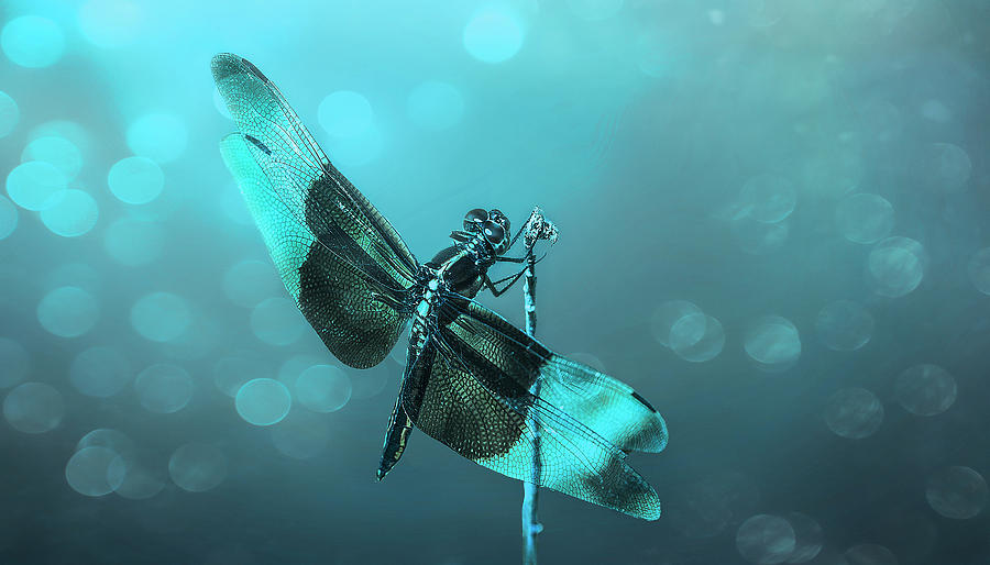 Moonlight Dragonfly Photograph by Deon Grandon Moonlight Dragonfly Photograph by Deon Grandon