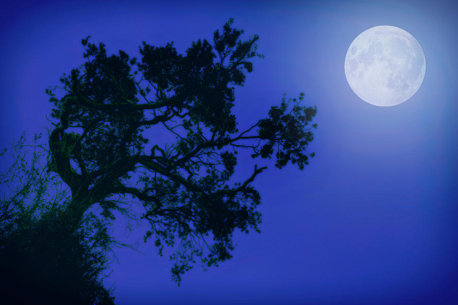 Moonlight Dreams in Blue Photograph by John Williams