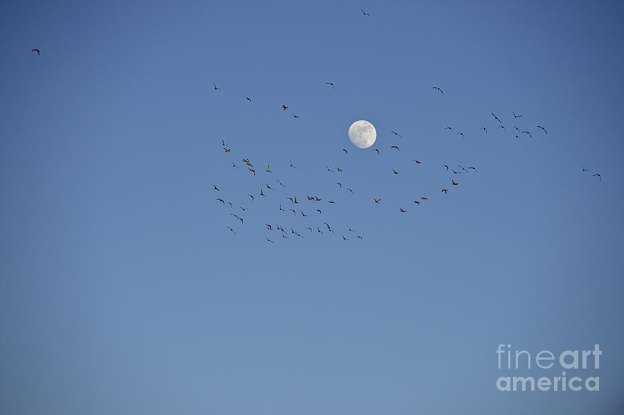 moonlight flight