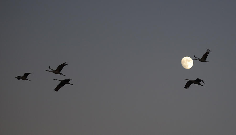 Moonlight Flight Photograph by Jean Clark