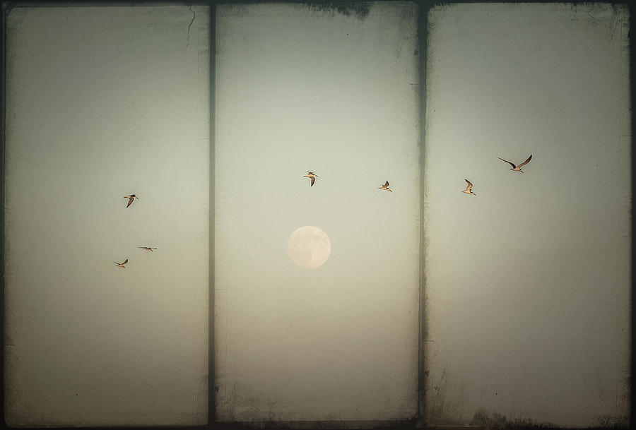 Moonlight Flight Digital Art by Melinda Dreyer