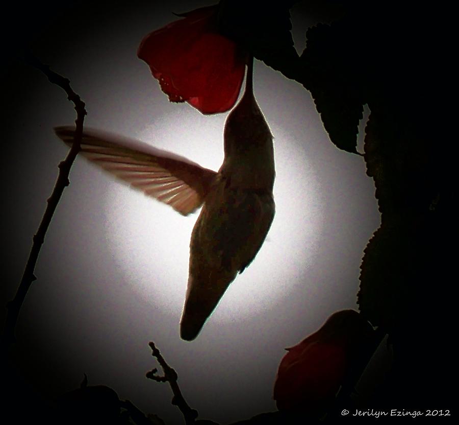 Moonlight Hummy Photograph by Jerilyn Ezinga Moonlight Hummy Photograph by Jerilyn Ezinga