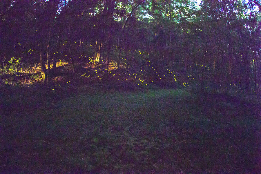 Moonlight in forest with fireflies Photograph by Karen Foley