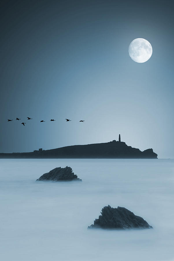 Bird Photograph - Moonlight by Jaroslaw Grudzinski