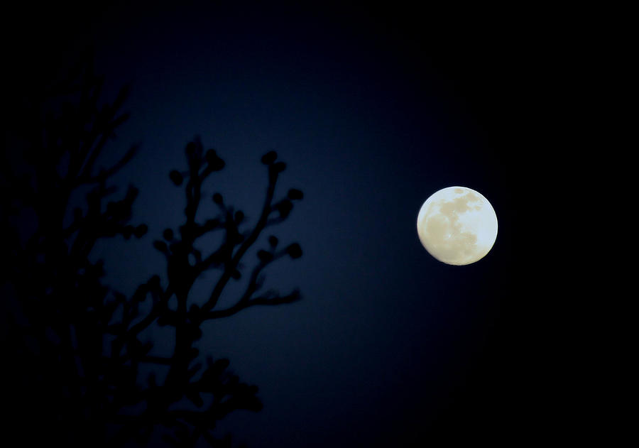 Nature Photograph - Moonlight Madness by Karen Scovill