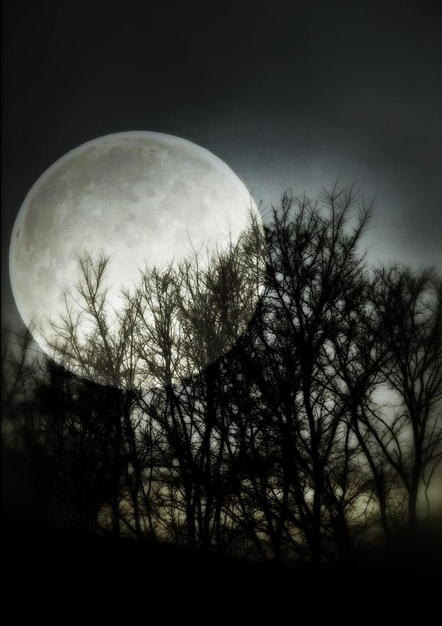 Moonlight Photograph by Marianna Mills