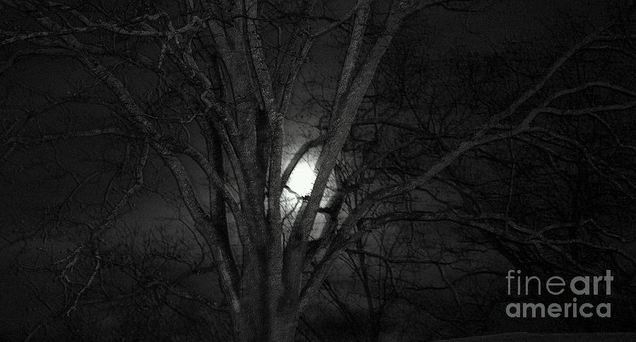 Tree Photograph - Moonlight by Misty Achenbach