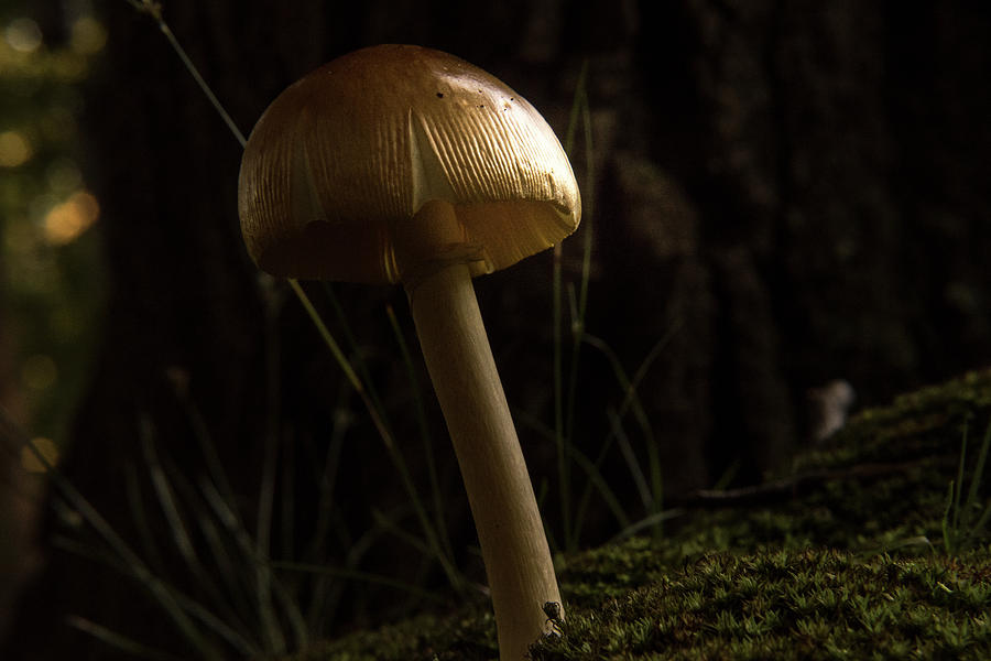 Moonlight on Basideomycete Mushroom Photograph by Douglas Barnett
