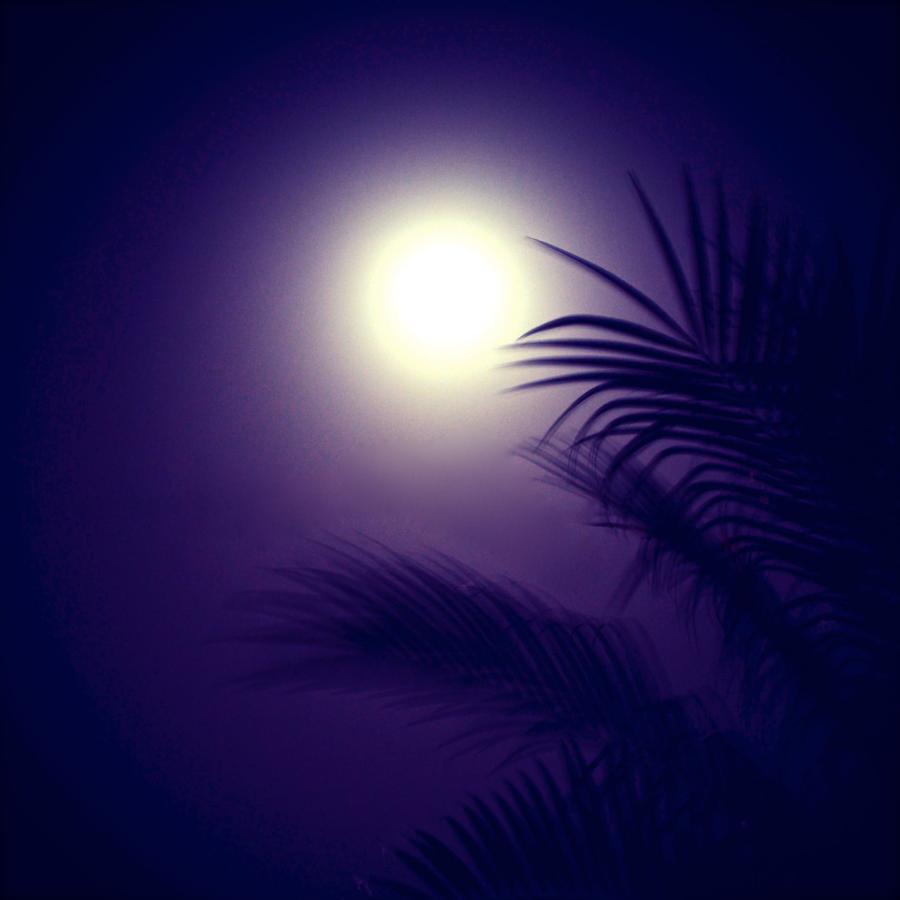 Moonlight Palm Tree Photograph by Mark J Dunn