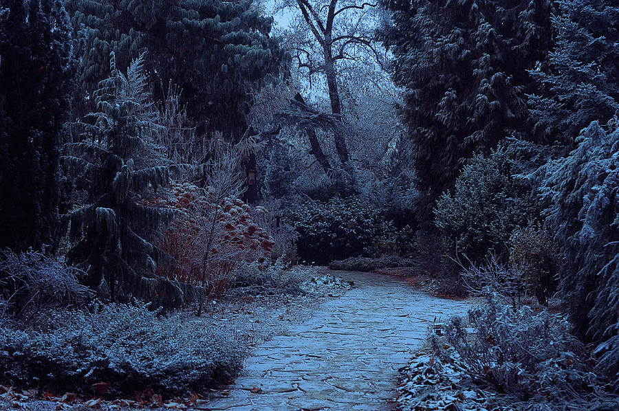 Moonlight Pathway. Enchanted Winter Garden Photograph by Jenny Rainbow
