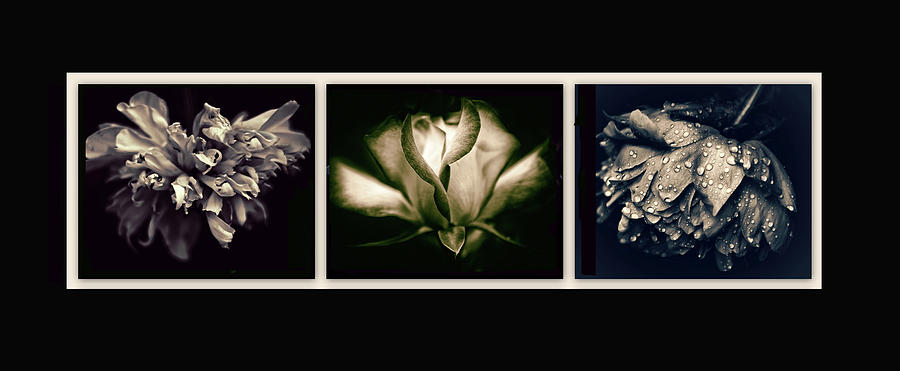 Moonlight Petals Triptych Photograph by Jessica Jenney