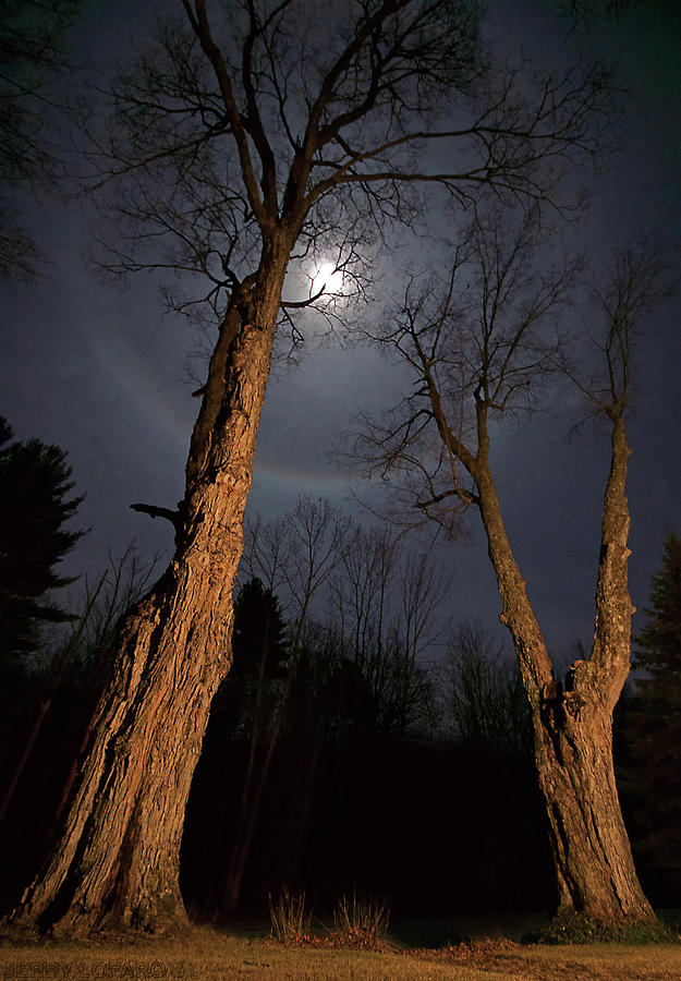 Tree Digital Art - Moonlight Sentinels by Jerry LoFaro