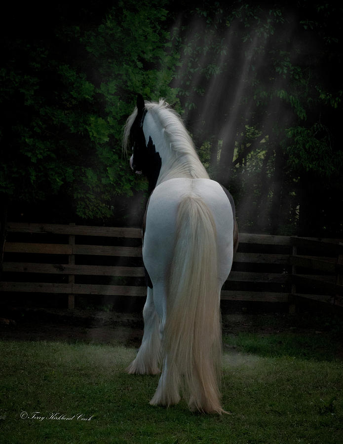 Horse Photograph - Moonlight Stallion by Terry Kirkland Cook