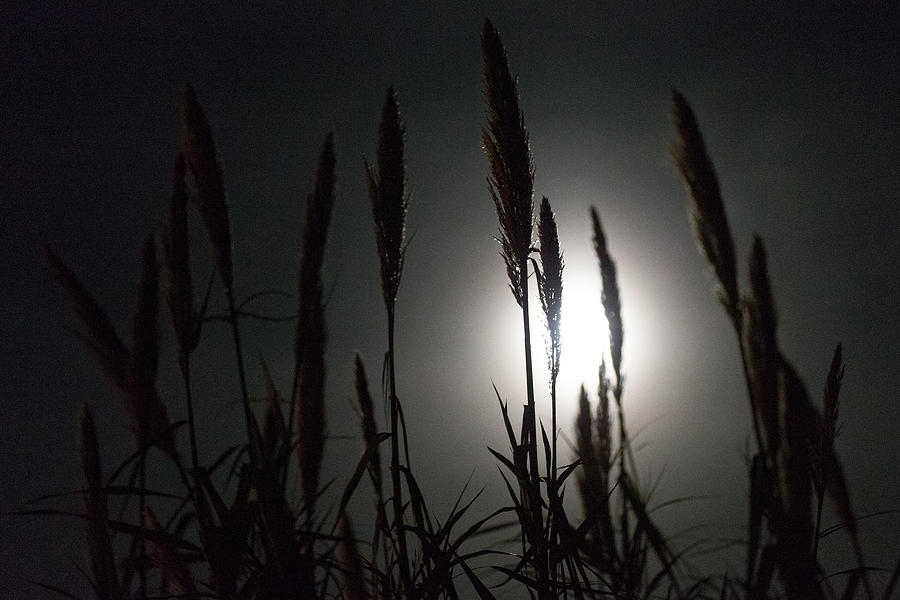 Moonlight Photograph by SR Green