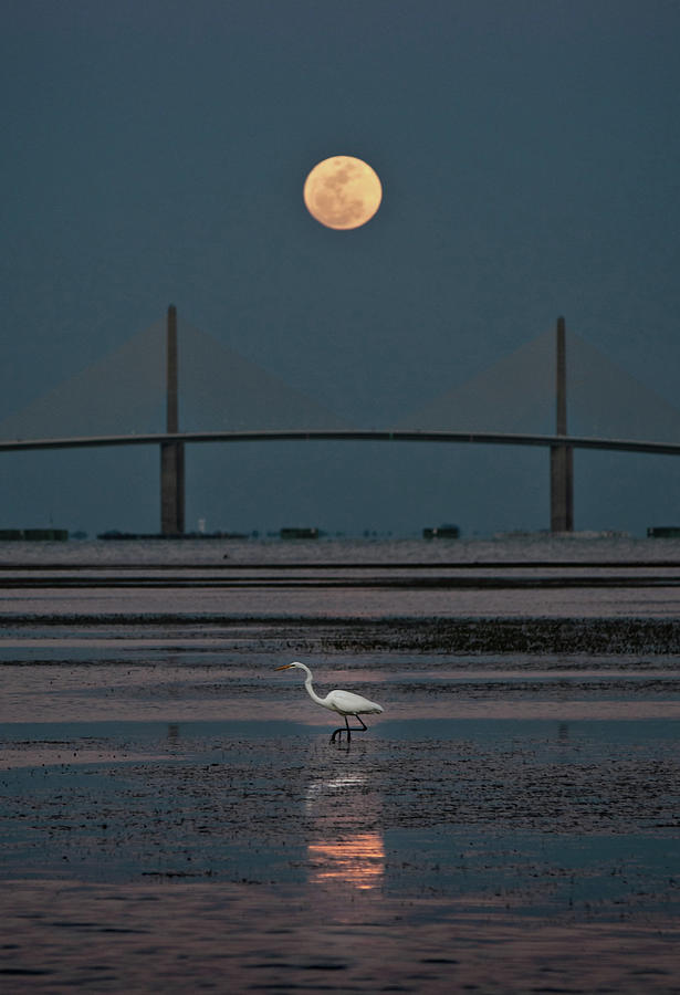 Moonlight Stroll Photograph by Steven Sparks