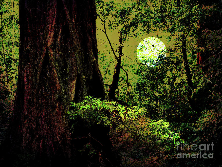 Moonlight Through The Old Redwood Forest . 7D5443 Photograph by Wingsdomain Art and Photography