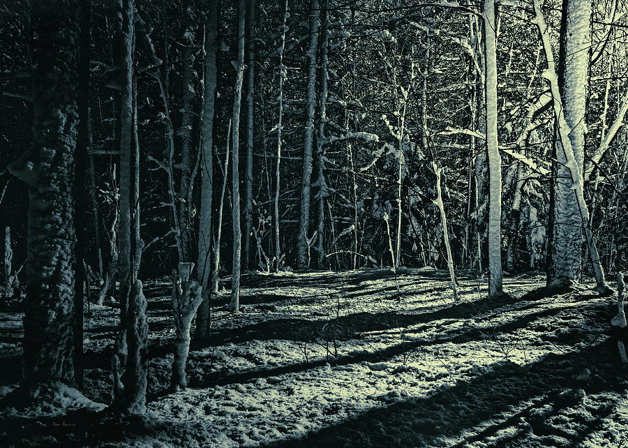 Moonlight Through The Trees Photograph by Bob Orsillo