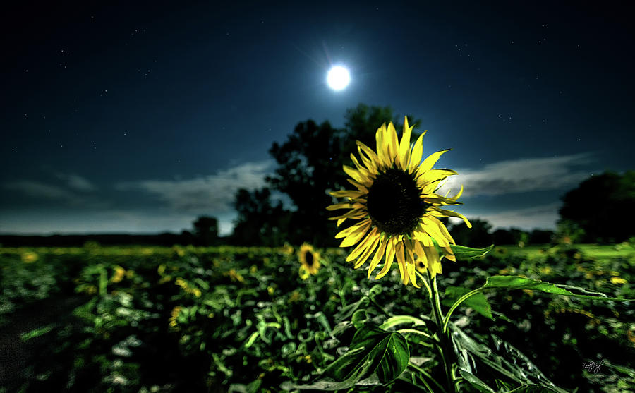 Sunflower Photograph - Moonlighting Sunflower by Everet Regal