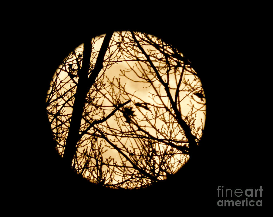 Moonlit Branches Photograph by Beth Myer Photography