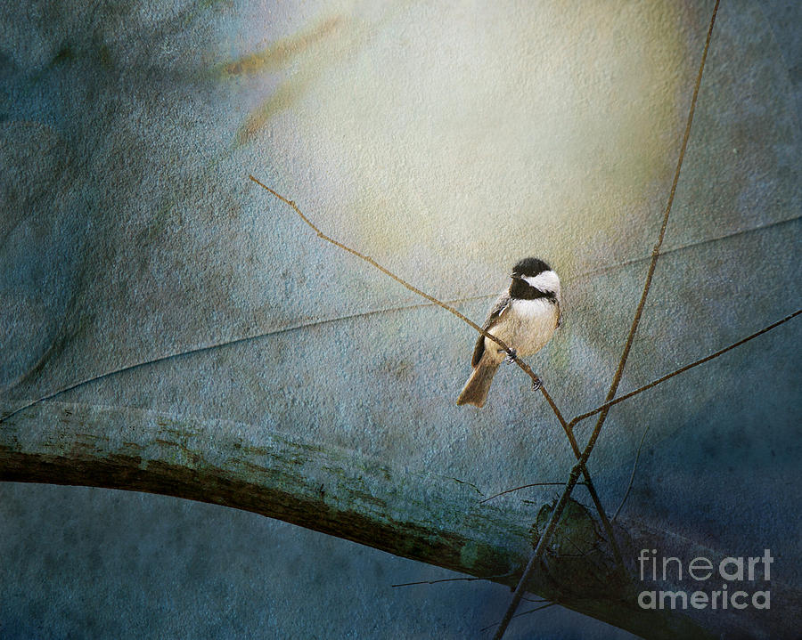 Moonlit Chickadee Photograph by Sari Sauls