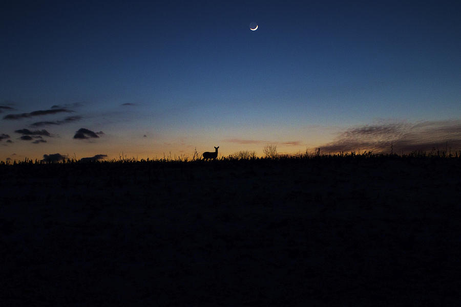 Deer Photograph - Moonlit Doe  by Mark Six