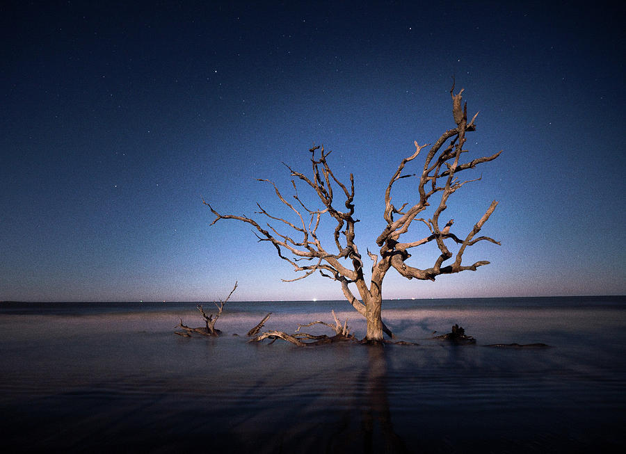 Moonlit Driftwood Beach Digital Art by Kenny Nobles - Pixels