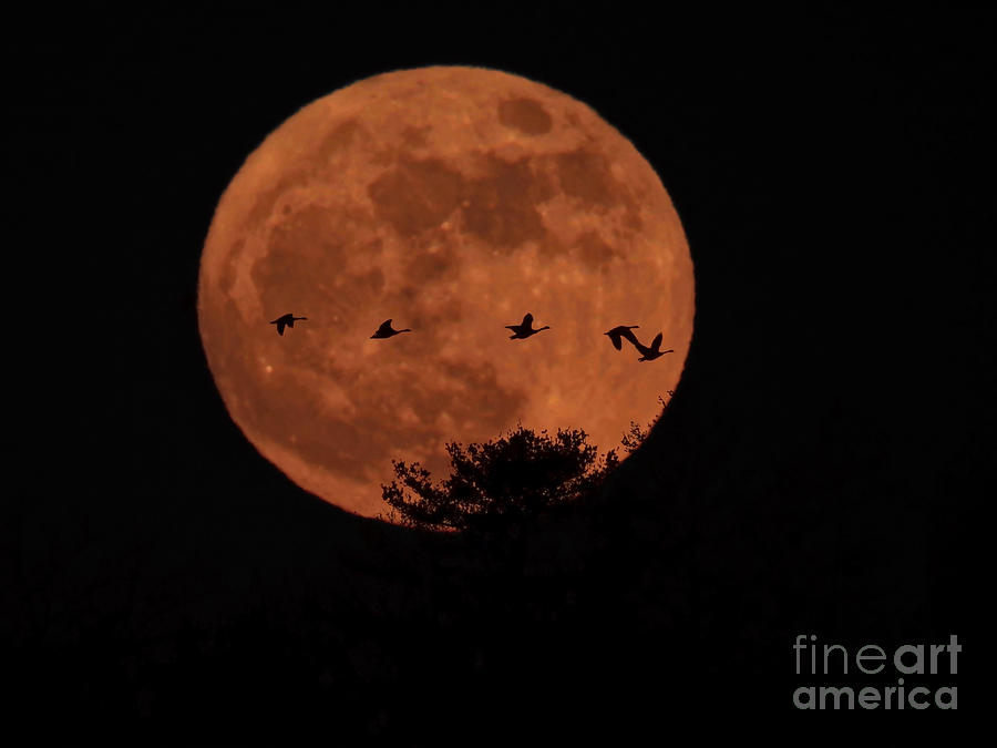 Moonlit Flight Photograph by Beth Myer Photography
