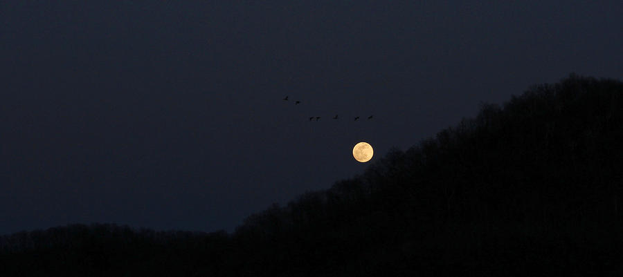 Moonlit Flight Photograph by Inspired Arts