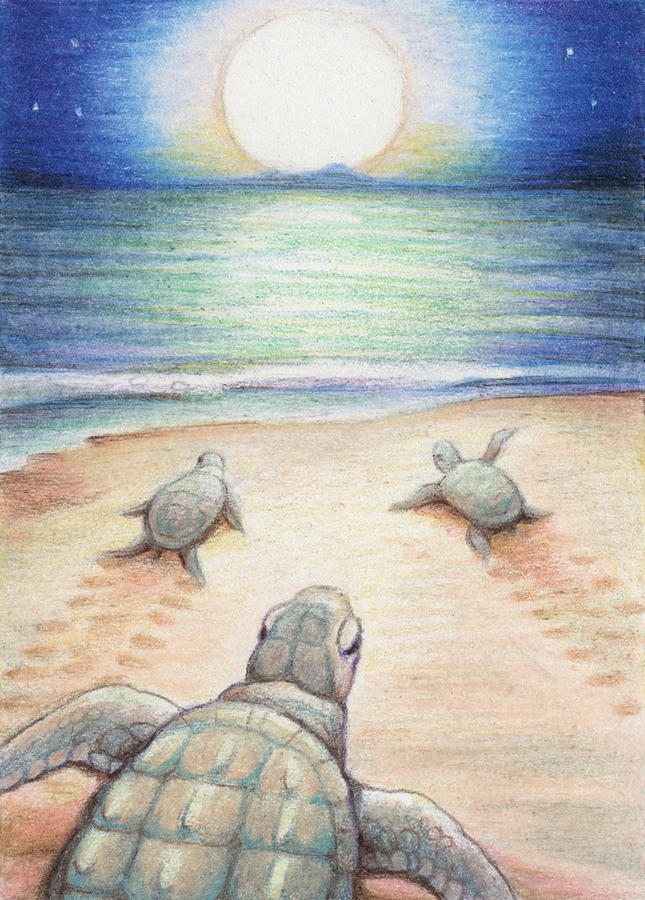 Turtle Drawing - Moonlit March by Amy S Turner