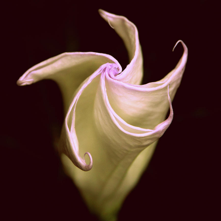 Moonlit Moon Flower Photograph by Jessica Jenney