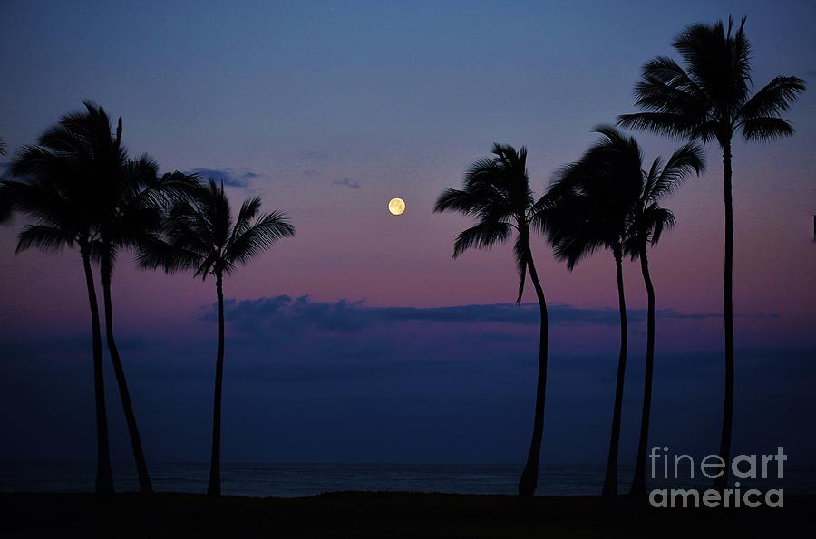 Moonlit Palms Photograph by Craig Wood