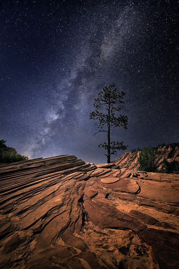 Moonlit Pine Photograph by Robert Fawcett