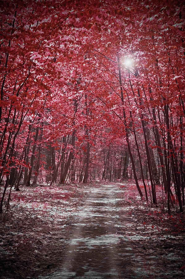 Moonlit Road Through Red Forest  Photograph by Brooke T Ryan