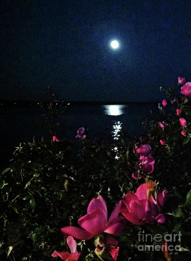 Moonlit Roses Photograph by Jeannie Allerton
