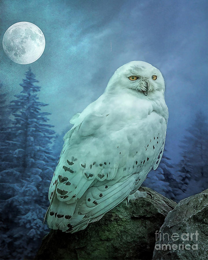 Moonlit Snowy Owl Photograph by Brian Tarr