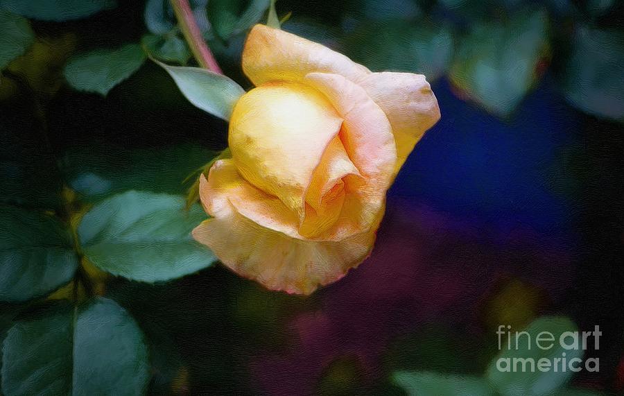 Moonlit Summer Rose Photograph by John  Kolenberg