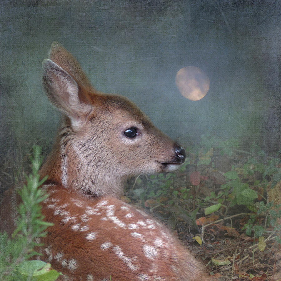 Moonlit Thoughts by Sally Banfill Moonlit Thoughts by Sally Banfill