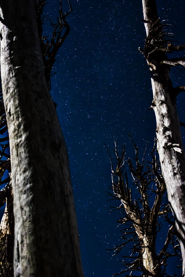 Interstellar Photograph - Moonlit Trees by Pelo Blanco Photo