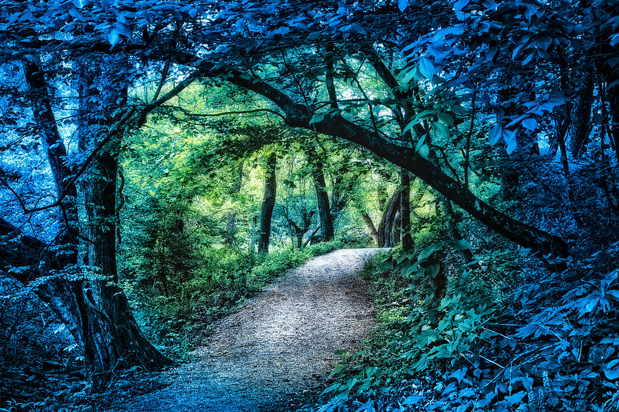 Moonlit Walk Photograph by Debra and Dave Vanderlaan - Fine Art America