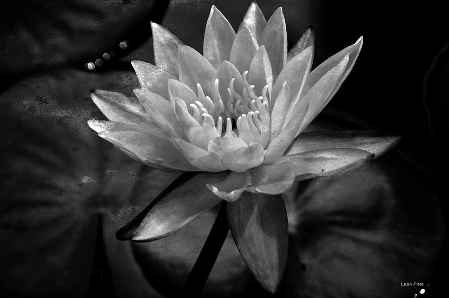 Moonlit Water Lily BW Mixed Media by Lesa Fine