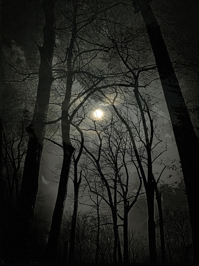 Moonlit Woods Photograph by Tasha ONeill