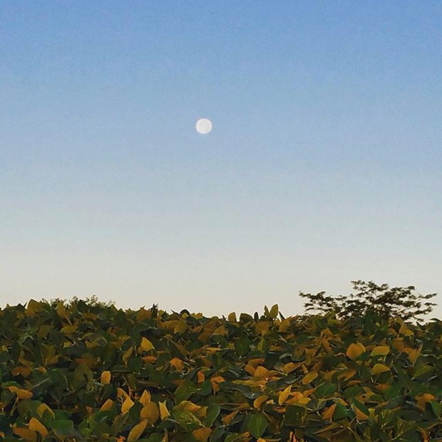 Farm Photograph - #moonlitfield #sunrisemoon #leaves by Angela Curtis