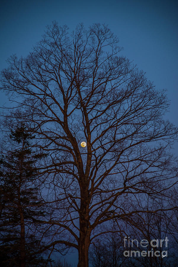 Moonrise Photograph by Alana Ranney