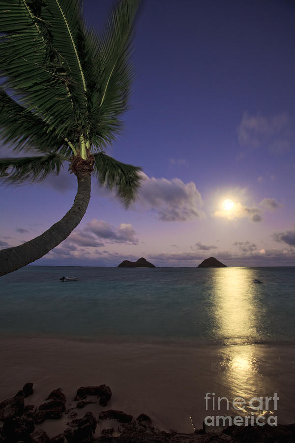 Moonrise and Palm Photograph by Tomas del Amo - Printscapes