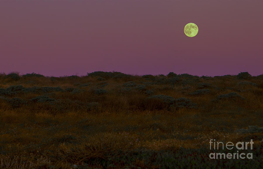 Moonrise in Bodega Bay Photograph by Diane Diederich