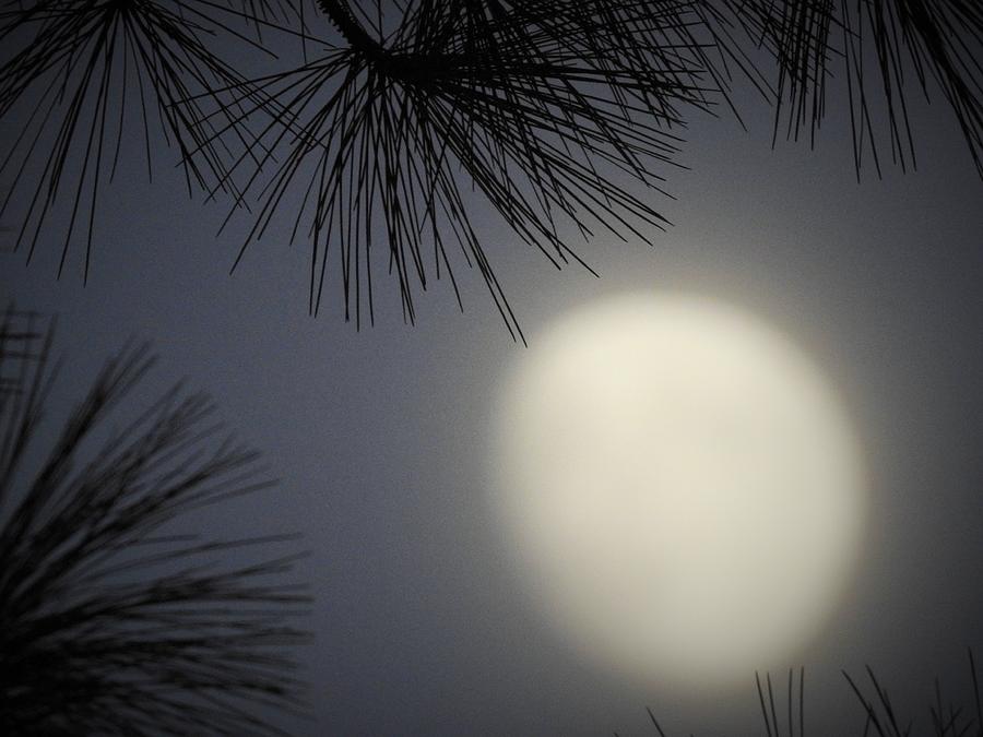 Moonrise In South Georgia Photograph by Jan Gelders