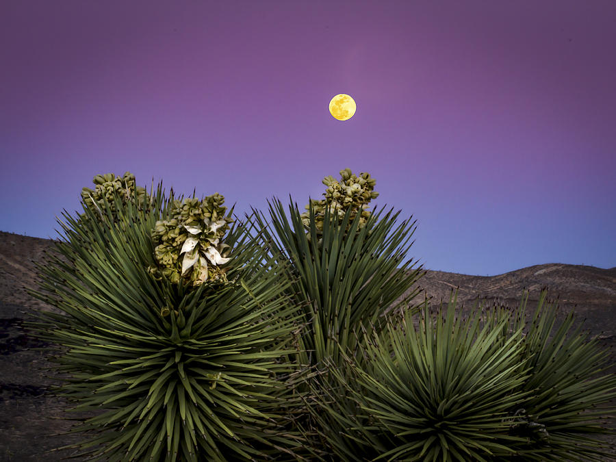Moonrise over Joshua Tree Photograph by Jean Noren