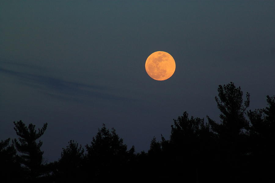 Moonrise over Pines Photograph by John Burk