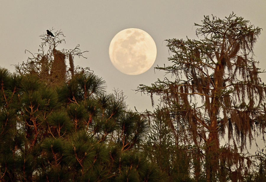 Moonrise Over Southern Pines Photograph by Steven Sparks